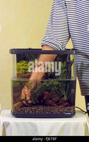 setting up an aquarium, putting plants in the aquarium Stock Photo