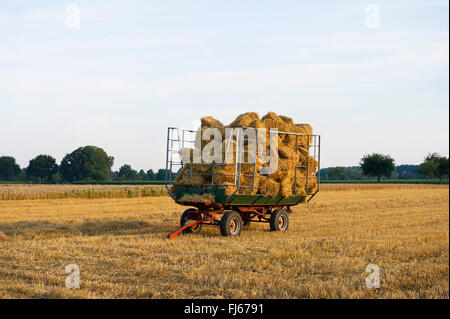 bales of straw on a trailer in a stubble field, Germany, North Rhine-Westphalia, Muensterland Stock Photo
