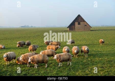 domestic sheep (Ovis ammon f. aries), flock of sheep on a pasture, barn in background, Netherlands, Texel Stock Photo