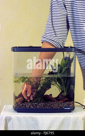 setting up an aquarium, putting plants in the aquarium Stock Photo