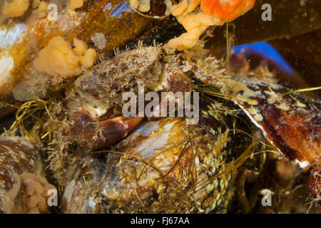 bristly crab, hairy crab, hairy black crab, bristly xanthid  (Pilumnus hirtellus), on a mussel Stock Photo