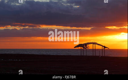 sperm whale, great sperm whale, spermacet whale, cachalot (Physeter macrocephalus, Physeter catodon), skeleton of a sperm whale at sunrise near Casas de las Salinas, Canary Islands, Fuerteventura Stock Photo