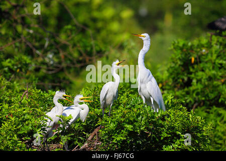 great egret, Great White Egret (Egretta alba, Casmerodius albus, Ardea alba), juveniles begging for food, USA, Florida, Venice Stock Photo