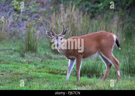 mule deer, black-tailed deer (Odocoileus hemionus), male stands in a meadow, Canada, British Columbia, Vancouver Island Stock Photo