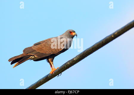 everglade kite, snail kite (Rostrhamus sociabilis), male sits on a power transmission line, USA, Florida Stock Photo