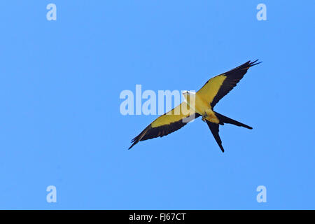 swallow-tailed kite (Elanoides forficatus), in flight, USA, Florida Stock Photo