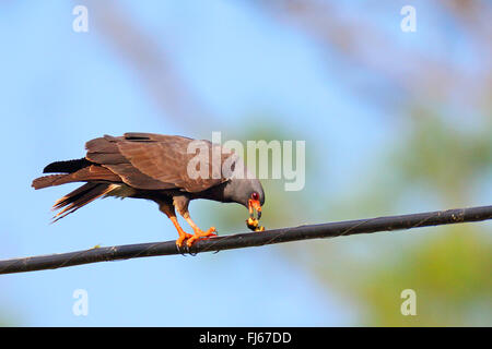 everglade kite, snail kite (Rostrhamus sociabilis), male sits on a power transmission line feeding an apple snail, USA, Florida Stock Photo