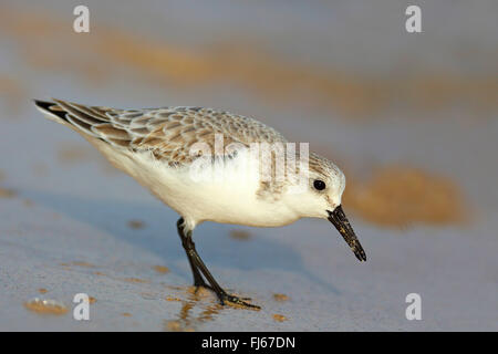 sanderling (Calidris alba), stands on shore, Canary Islands, Fuerteventura Stock Photo