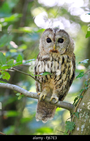 Eurasian tawny owl (Strix aluco), sits on a branch, Germany