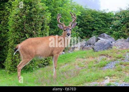 mule deer, black-tailed deer (Odocoileus hemionus), male stands at forest edge, Canada, British Columbia, Vancouver Island Stock Photo