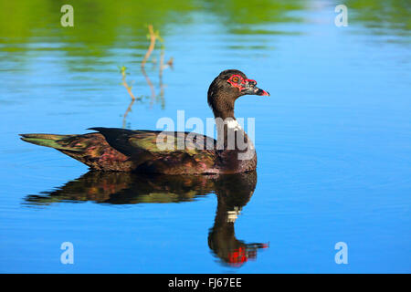 muscovy duck (Cairina moschata), swimming male, USA, Florida Stock Photo