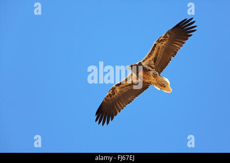 Egyptian vulture (Neophron percnopterus), in flight, juvenile, Canary Islands, Fuerteventura Stock Photo