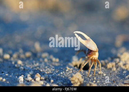 Atlantic sand fiddler, Sand Fiddler Crab (Uca pugilator), male, USA, Florida, Fort de Soto Stock Photo