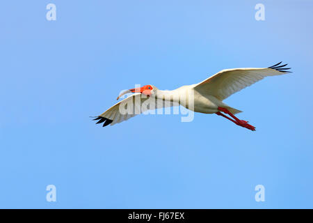 white ibis (Eudocimus albus), flying, USA, Florida, Merritt Island Stock Photo