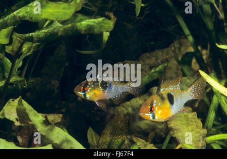 Ram cichlid, Blue ram, German blue ram, Asian ram, Butterfly cichlid, Ramirez's dwarf cichlid, Dwarf butterfly cichlid (Mikrogeophagus ramirezi, Microgeophagus ramirezi, Papiliochromis ramirezi, Apistogramma ramirezi, Pseudogeophagus ramirezi, Pseudoapistogramma ramirezi), swimming Stock Photo