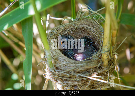 Eurasian cuckoo (Cuculus canorus), 4 days old young cuckoo in a reed warbler nest, Germany, Bavaria, Oberbayern, Upper Bavaria Stock Photo