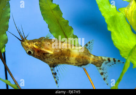 blackbellied upside-down catfish (Synodontis nigriventris), swimming ...