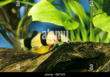 Clown loach, Tiger botia, Botia, Botia clown (Botia macracanthus, Botia macracantha), swimming Stock Photo