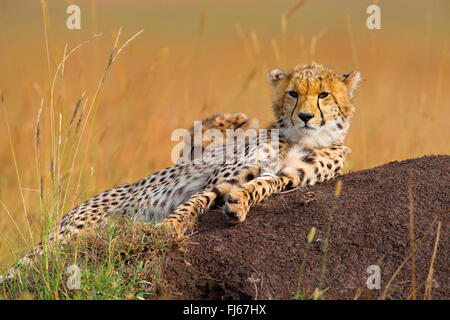 cheetah (Acinonyx jubatus), two resting cheetahs, Kenya, Masai Mara National Park Stock Photo