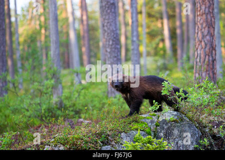 wolverine (Gulo gulo), standing on a rock in the forest, Finland, Kajaani Region Kuhmo, Kuikka Stock Photo