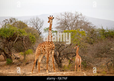giraffe (Giraffa camelopardalis), mother and child in the shrubland, South Africa Stock Photo