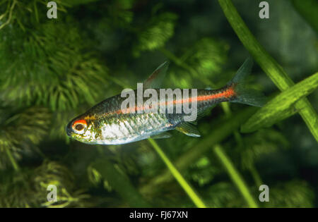 Glowlight tetra (Hemigrammus erythrozonus), swimming Stock Photo
