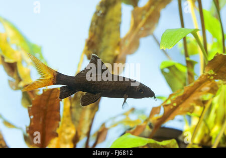 redtail sharkminnow, red-tailed shark, redtailed shark, red-tailed black shark, redtailed black shark, redtailed labeo, fire tail redtail sharkminnow (Epalzeorhynchos bicolor, Epalzeorhynchus bicolor, Labeo bicolor), swimming Stock Photo
