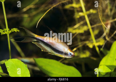 Black emperor tetra (Nematobrycon palmeri, Nematobrycon amphiloxus), male Stock Photo