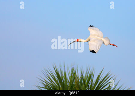 white ibis (Eudocimus albus), flying, USA, Florida, Merritt Island Stock Photo
