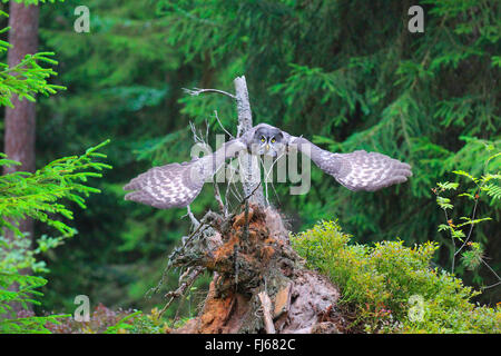 great grey owl (Strix nebulosa), in flight in forest, Germany Stock Photo