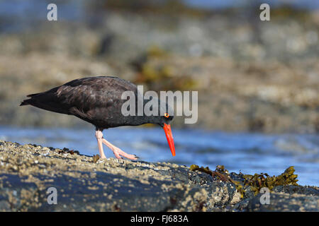 American black oystercatcher (Haematopus bachmani), on the feed on a rock at the coast, Canada, Victoria, Vancouver Island Stock Photo