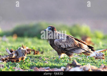 Egyptian vulture (Neophron percnopterus), juvenile on the feed at a cadaver, Canary Islands, Fuerteventura Stock Photo