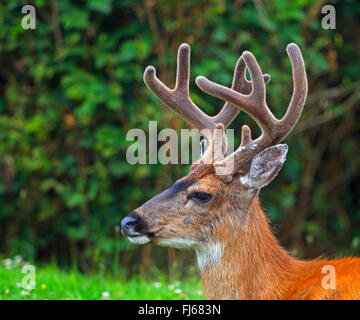 mule deer, black-tailed deer (Odocoileus hemionus), portrait of a male, Canada, British Columbia, Vancouver Island Stock Photo