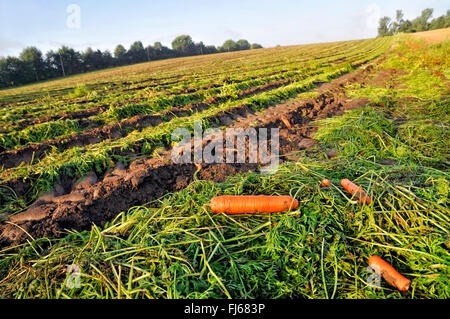 carrot (Daucus carota subsp. sativus, Daucus carota var. sativus), remains on harvested carrot field, Germany, North Rhine-Westphalia, Ruhr Area, Dortmund Stock Photo