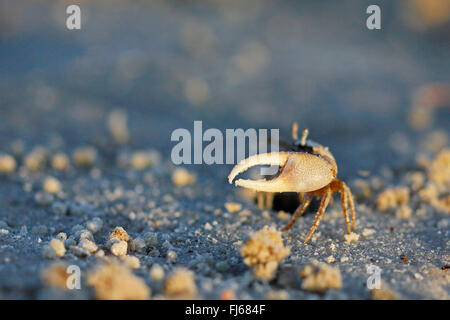 Atlantic sand fiddler, Sand Fiddler Crab (Uca pugilator), male, USA, Florida, Fort de Soto Stock Photo