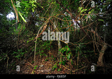 creepers in rainforest of New Caledonia, New Caledonia, Ile des Pins Stock Photo