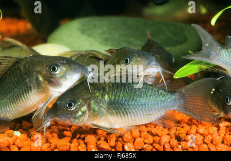 High fin brochis, Emerald catfish (Corydoras splendens, Brochis splendens, Callichthys splendens), small school Stock Photo