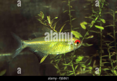 Lemon tetra (Hyphessobrycon pulchripinnis), swimming Stock Photo