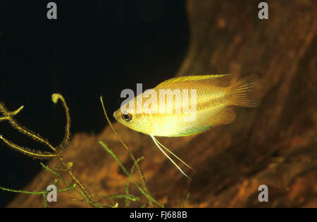 Honey gourami (Trichogaster chuna, Colisa chuna), female Stock Photo
