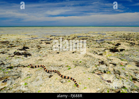 Banded yellow-lipped sea krait, Banded yellow-lipped sea snake, Banded sea snake (Laticauda colubrina), sea snake at the seascape, New Caledonia, Ile des Pins