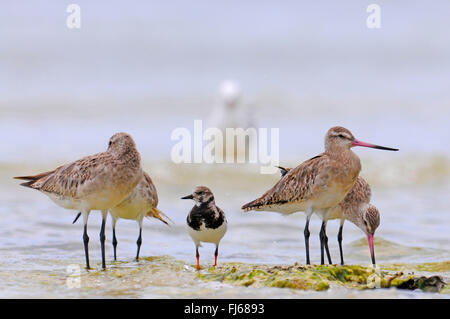 ruddy turnstone (Arenaria interpres), standing between bar-tailed godwits on the beach, New Caledonia, Ile des Pins Stock Photo