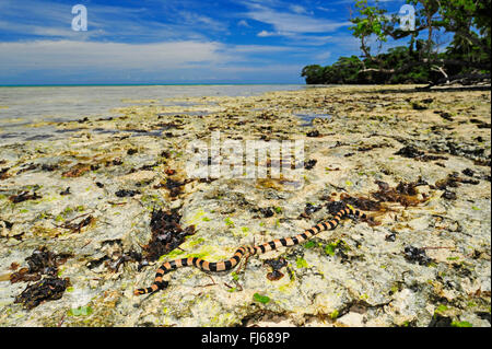 Banded yellow-lipped sea krait, Banded yellow-lipped sea snake, Banded sea snake (Laticauda colubrina), sea snake at the seascape, New Caledonia, Ile des Pins