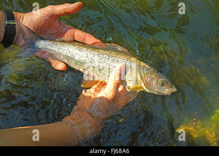 grayling (Thymallus thymallus), angler holding a freshly caught grayling in the hands, Germany Stock Photo