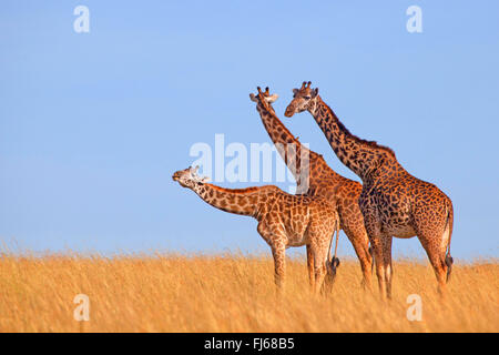 Masai giraffe (Giraffa camelopardalis tippelskirchi), three giraffes in savannah, Kenya, Masai Mara National Park Stock Photo