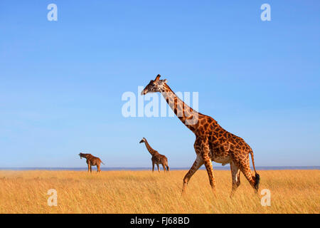 Masai giraffe (Giraffa camelopardalis tippelskirchi), three giraffes in savannah, Kenya, Masai Mara National Park