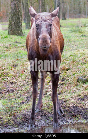 elk, European moose (Alces alces alces), cow moose standing at a puddle in a forest, front view Stock Photo