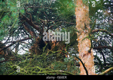 western honey buzzard (Pernis apivorus), breeding on an eyry in a pine, Germany, North Rhine-Westphalia Stock Photo