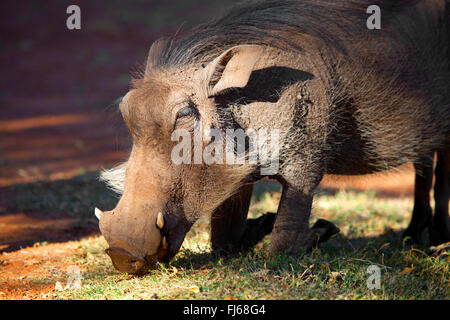 common warthog, savanna warthog (Phacochoerus africanus), sniffing at the ground, South Africa Stock Photo