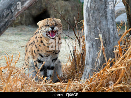 serval (Leptailurus serval, Felis serval), sitting on the ground at a dead tree and snarling, South Africa Stock Photo