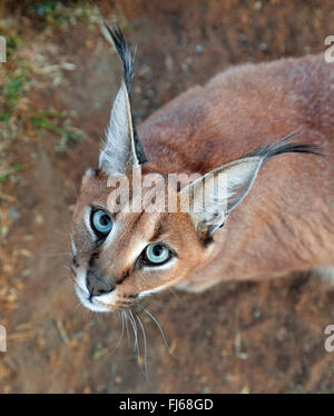 caracal (Caracal caracal, Felis caracal), looking up, portrait, South Africa Stock Photo